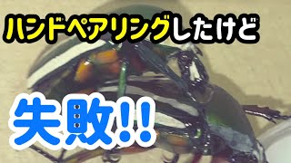 シロヘリミドリツノカナブンのペアリングをしたら…