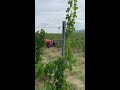 Урожай винограда в этом году.grape harvest this year.Гроздобер 2022