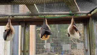 正月🎍①オリイオオコウモリ・沖縄こどもの国・・・Orii_flying_fox・Okinawa Zoo \u0026 Museum(20230102)