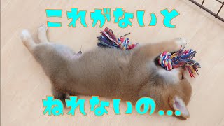 【豆柴】子犬　6/25　男の子♂1　摂州宝山荘　mameshiba dog Puppy （mame shiba inu)