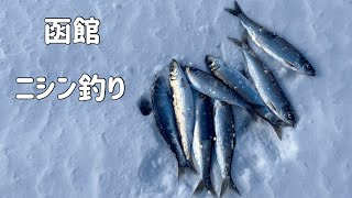 【2022年北海道函館釣り】ニシン釣り