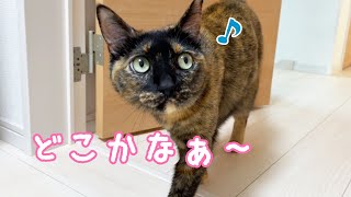 朝はママとかくれんぼしてパパに甘える忙しいサビ猫モモちゃん