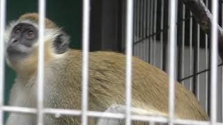 Grivet (Japan Monkey Centre, Aichi, Japan) January 20, 2019