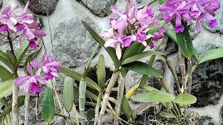 Anggrek Cattleya 175rb pengiriman dari Malang Jawa Timur wa085960292108