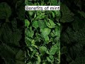 benefits of mint leaves viral shorts youtubeshorts nutritionfacts mint refreshing