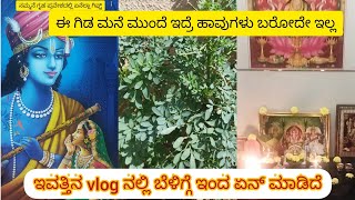 ಈ ಒಂದು ಗಿಡ ಇದ್ರೆ ಹಾವು ಬರೋದೇ ಇಲ್ಲ | ನಮ್ಮನೆ ಗೃಹ ಪ್ರವೇಶದಲ್ಲಿ ಏನೆಲ್ಲಾ ಗಿಫ್ಟ್ ಸಿಕ್ತು | day vlog | kannada