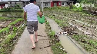 暴雨过后，老乡的鱼塘冲出3000斤鱼出来，小伙在农田抓的真过瘾