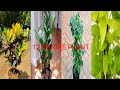 12 indoor plant gardening video // Vegetable plant growing at home #Mani plant#zz plant #croton