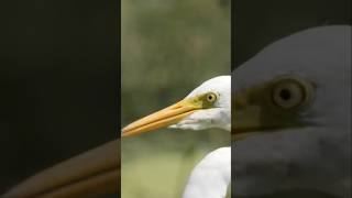 मध्यम बगुला ।। Intermediate egret shows up #birds #nature #wildlife #wildlifephotography