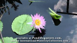 Pink Pearl waterlily, August Koch, famous waterlily