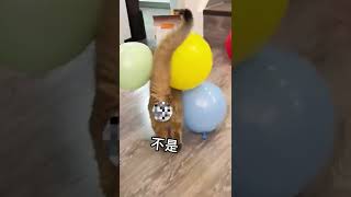 【PuPu噗噗】当小猫咪遇到气球会发生什么