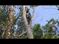 tree cutting with stihl ms 180 റബ്ബർ തോട്ടത്തിനുള്ളിലെ മരം പണിയുന്നു