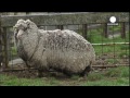 how many pullovers can we get from this australian sheep