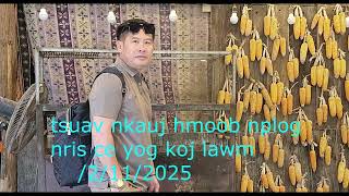 tshuav nkauj hmoob nplog nqis ce yog koj lawm/part2/2/11/2025