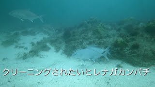 クリーニングされたいヒレナガカンパチ 館山 西川名 202409a【4K】