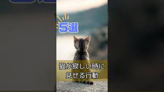 猫が寂しい時に見せる行動5選 かわいい 鳴き声 好きな映像 dish// #cat s #shorts_video