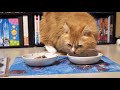 【マンチカンズ】猫一家の食事風景 ~ cats’ lunch time ~