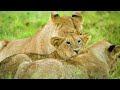 1000 beautiful animals 8k ultra hd