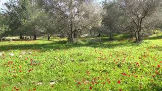 פריחת כלניות במדרונות יער בן שמן