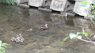 duckling is attacked by another mother duck  Moving duck