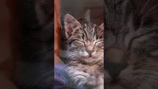 【睡眠用BGM】猫たちと安眠しよう/睡眠前に可愛い猫を見て癒される#shorts #癒し #cat