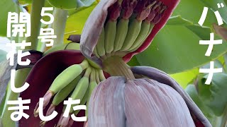 令和6年8月16日今年第5号バナナ開花しました　鉢植え　ドワーフナムワ