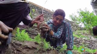 TDF Nature Series - Cliffwalkers of Chitral Gol - Economic Diversity (English)