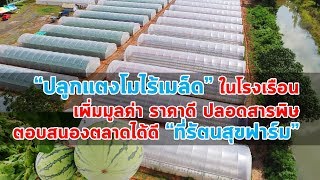 ปลูกแตงโมไร้เมล็ดในโรงเรือน ปลอดสารพิษ เพิ่มมูลค่า ราคาดี ตอบสนองตลาดได้ดี ที่รัตนสุขฟาร์ม