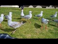 funny move of angry silver gull birds on henley beach australia