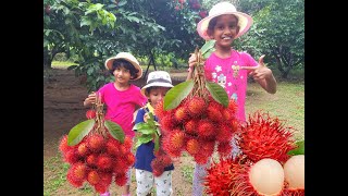 Fleshy hair balls | Rambutan | Malwana | මල්වානේ පැණි රඹුටන්