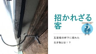 【招かれざる客】瓦屋根にハト対策をしているのに動物のフンが落ちている…その動物、もしかして〇〇〇〇かも！？【木ゴコロblogアーカイブ】