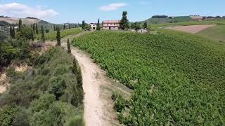 Amazing San Lorenzo vineyard. DJI mavic mini