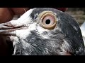 آج نیو کبوتر لے آیا سب دوست کمینٹ میں بتاؤ کہ کیسے ہیں sialkotpigeonclub pigeon viralvideo