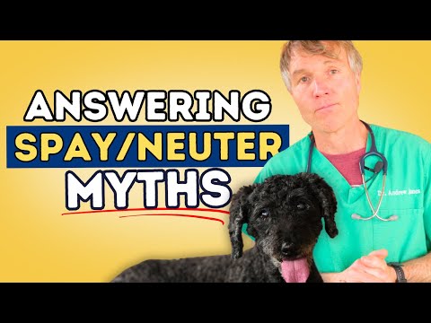 When should you spay a Golden Retriever?