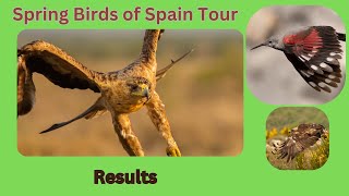 Spring Birds of Spain 2023 4K UHD