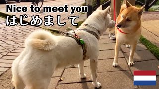 柴犬柿丸 初対面の柴犬くんとご挨拶【オランダ / 環境音 / 4K】Kaki-Maru the Shiba Inu