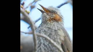 鳥の鳴き声　ヒヨドリが小さな声で鳴く