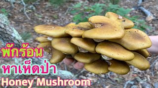 เก็บเห็ดขอนน้ำผึ้ง ทำอาหารเช้าให้เพื่อนฝรั่งลองชิม (Foraging honey mushroom for breakfast)