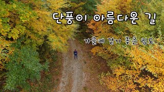 단풍이 아름다운 길 / 가을에 걷기 좋은 임도 / 안흥 명품 숲 /스카이디오 / 4k