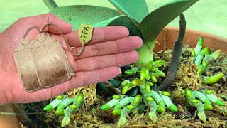 Place 1 packet under each orchid pot! Suddenly the whole garden bloomed like crazy