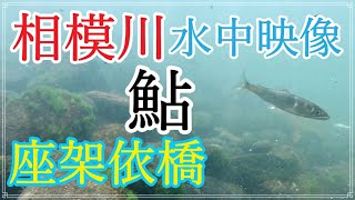 【座架依橋】相模川の鮎【水中映像】