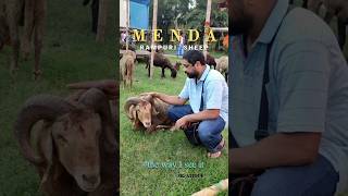 𝙍𝙖𝙢𝙥𝙪𝙧𝙞 𝙎𝙝𝙚𝙚𝙥 🐏 𝙎𝙚𝙡𝙚𝙘𝙩𝙞𝙤𝙣 𝙋𝙧𝙤𝙘𝙚𝙨𝙨 #sheep #sheepfarming #menda #rampurisheep #shorts #youtubeshorts