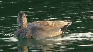 Gadwall Male \u0026 Mallard Female - April 12th, 2018