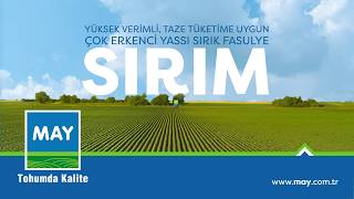 Yassı Sırık Fasulye; Sırım