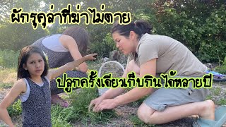 เก็บผักรุคุล่า(Rucola)รอบบ้านไปใส่แกงอ่อม ปลูกครั้งเดียวเก็บกินได้หลายปี ฆ่ายังไงก็ไม่ตาย