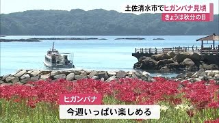 真っ赤なヒガンバナと青い海　土佐清水「ＳＡＴＯＵＭＩ」に秋の風景広がる　きょうは秋分の日【高知】 (21/09/23 12:00)