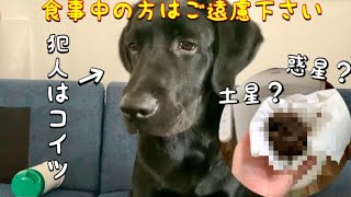 【閲覧注意】ラブラドールレトリバー子犬のうんちが◯◯過ぎる【モザイク無】-Labrador puppy impact poop-