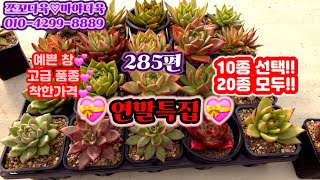 #쪼꼬다육 #285편#연말특집💕💝예쁜창~고급품종~착한가격💕10종선택 !!20종모두!! 💚새해 복 많이받으세요 ~^^