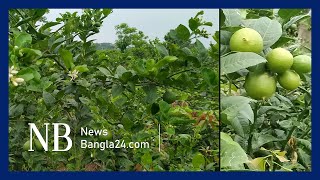 বিচি ছাড়া লেবু | Lemon | Mymensingh