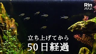 【アクアリウム】水槽を立ち上げて50日が経過！｜1回目のトリミング